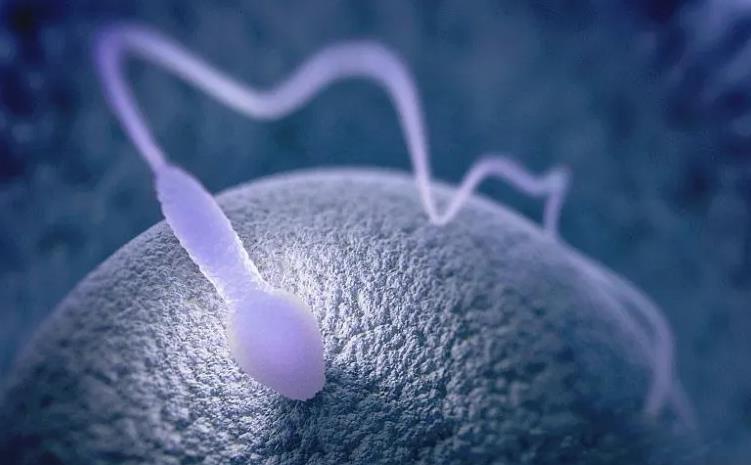胚胎移植前内膜达到多少厚度才能好孕